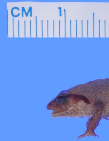Media type: image; Herpetology A-21965